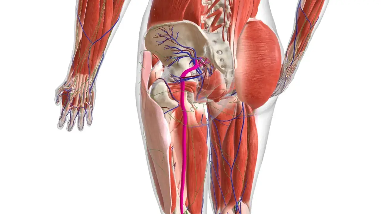 Anatomia del bacino e della coscia, con vasi sanguigni e muscoli. Potrebbe illustrare i nervi infiammati sintomi.