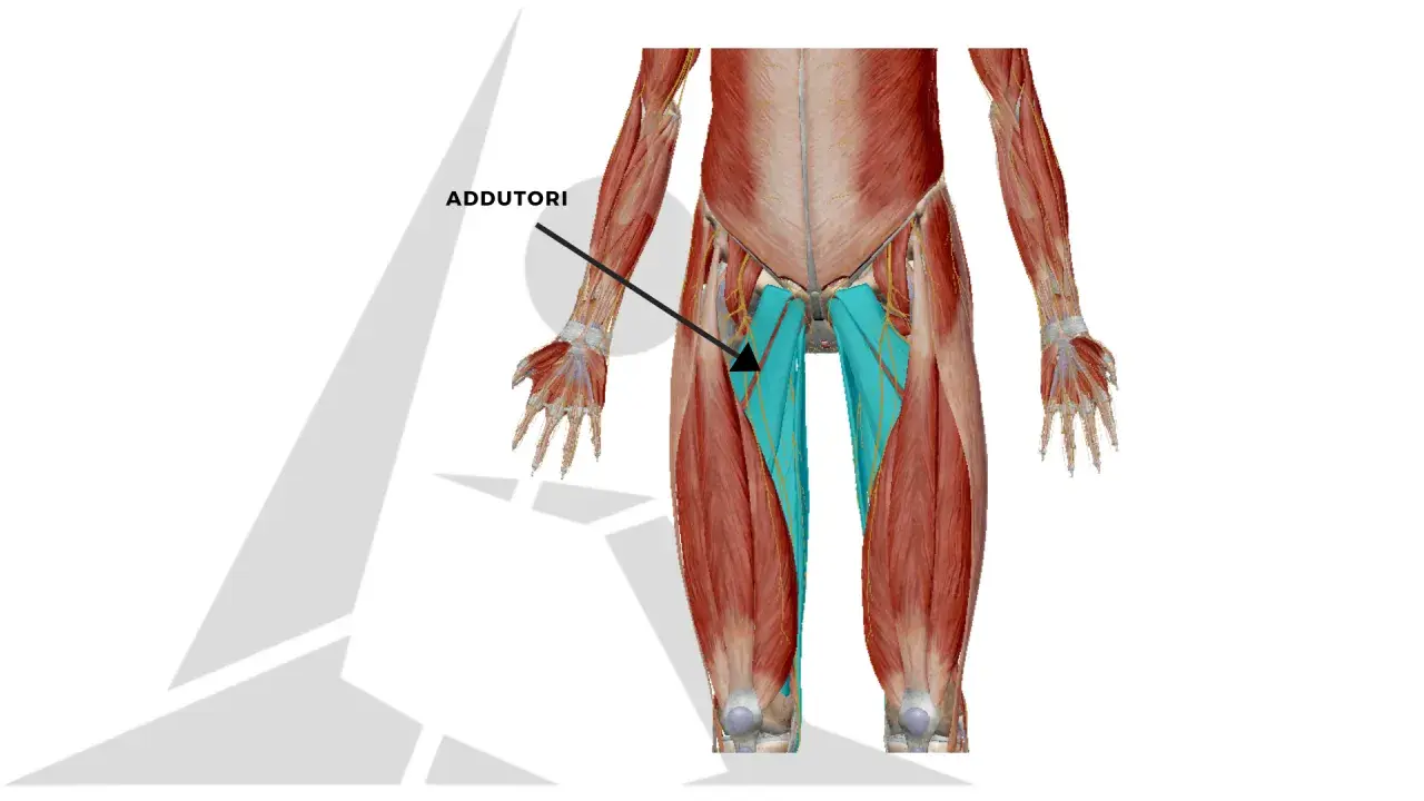Muscolatura degli adduttori, evidenziata in blu, che si estende lungo l'interno coscia.