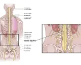 Illustrazione anatomica della colonna vertebrale e dei nervi. Evidenziata la cauda equina, importante per i cauda equina sintomi iniziali.