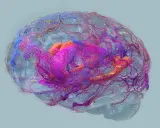 Cervello umano con vasi sanguigni colorati, che simboleggiano la complessità e i potenziali **alzheimer sintomi finali**.