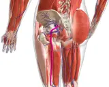 Anatomia del bacino e della coscia, con vasi sanguigni e muscoli. Potrebbe illustrare i nervi infiammati sintomi.
