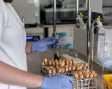 Analisi in laboratorio per capire come abbassare le transaminasi velocemente. Esami del sangue in provette.