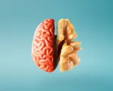 Metà cervello rosso e metà noce, un'immagine che evoca i 12 alimenti che fanno bene al cervello e alla memoria.