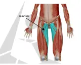 Muscolatura degli adduttori, evidenziata in blu, che si estende lungo l'interno coscia.