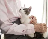 Un gatto bianco e tigrato accarezzato da mani anziane. La pet therapy per l'Alzheimer porta conforto e serenità.