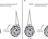 Il test **head impulse test** confronta la fissazione di un bersaglio fisso (A) con quella di un bersaglio mobile con la testa (B) durante una rotazione.