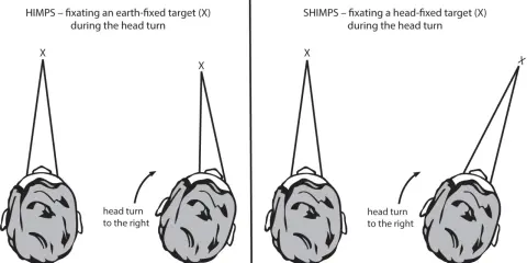 Il test **head impulse test** confronta la fissazione di un bersaglio fisso (A) con quella di un bersaglio mobile con la testa (B) durante una rotazione.