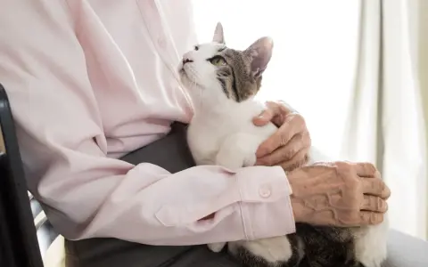 Un gatto bianco e tigrato accarezzato da mani anziane. La pet therapy per l'Alzheimer porta conforto e serenità.