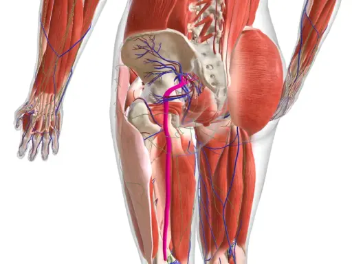 Anatomia del bacino e della coscia, con vasi sanguigni e muscoli. Potrebbe illustrare i nervi infiammati sintomi.