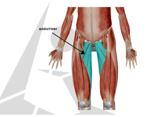 Muscolatura degli adduttori, evidenziata in blu, che si estende lungo l'interno coscia.