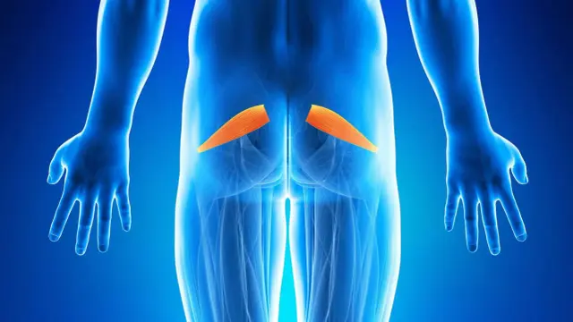 Muscoli piriformi evidenziati in arancione, utili per comprendere la sindrome del piriforme.