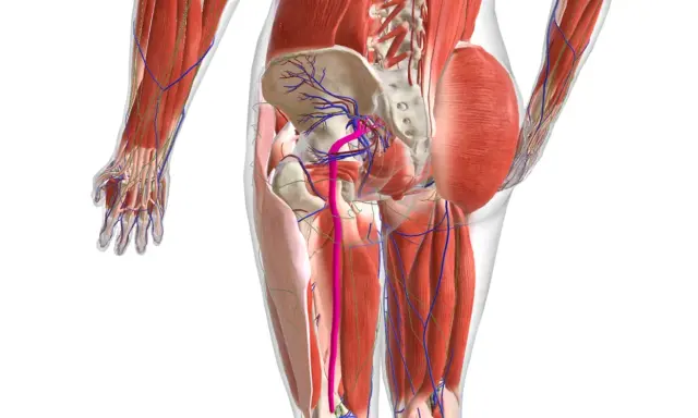 Anatomia del bacino e della coscia, con vasi sanguigni e muscoli. Potrebbe illustrare i nervi infiammati sintomi.