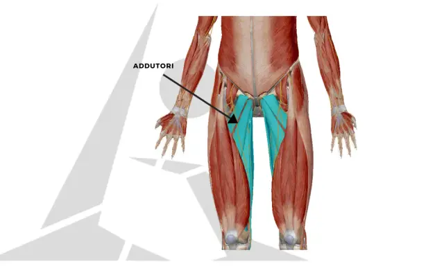 Muscolatura degli adduttori, evidenziata in blu, che si estende lungo l'interno coscia.