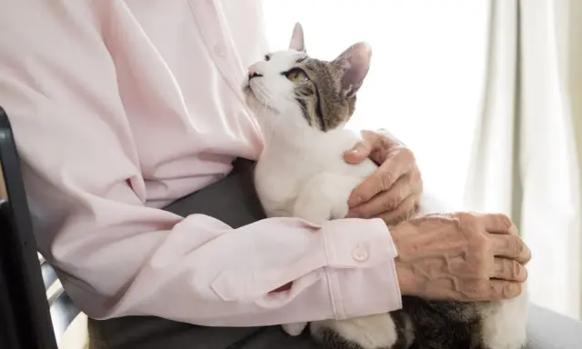 Un gatto bianco e tigrato accarezzato da mani anziane. La pet therapy per l'Alzheimer porta conforto e serenità.