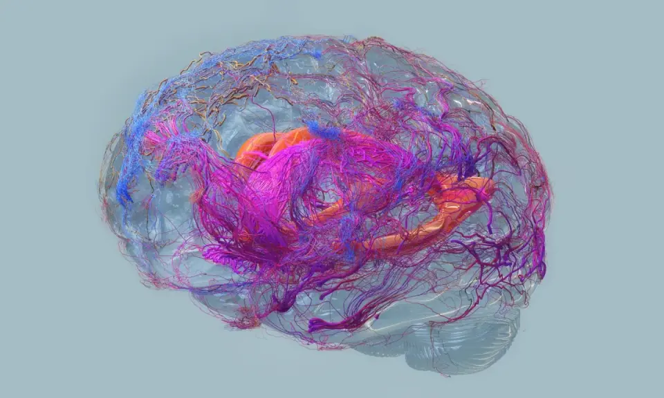 Cervello umano con vasi sanguigni colorati, che simboleggiano la complessità e i potenziali **alzheimer sintomi finali**.