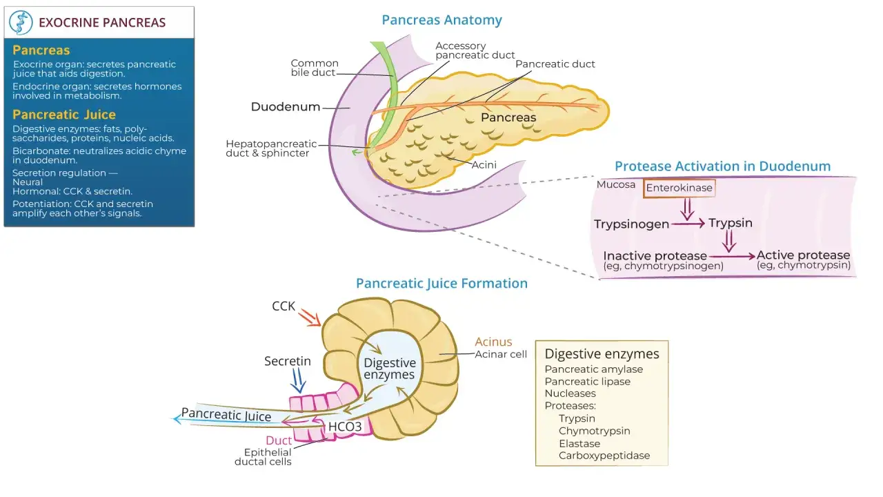 Il pancreas produce enzimi pancreatici essenziali per la digestione di grassi, carboidrati e proteine, attivati nel duodeno.