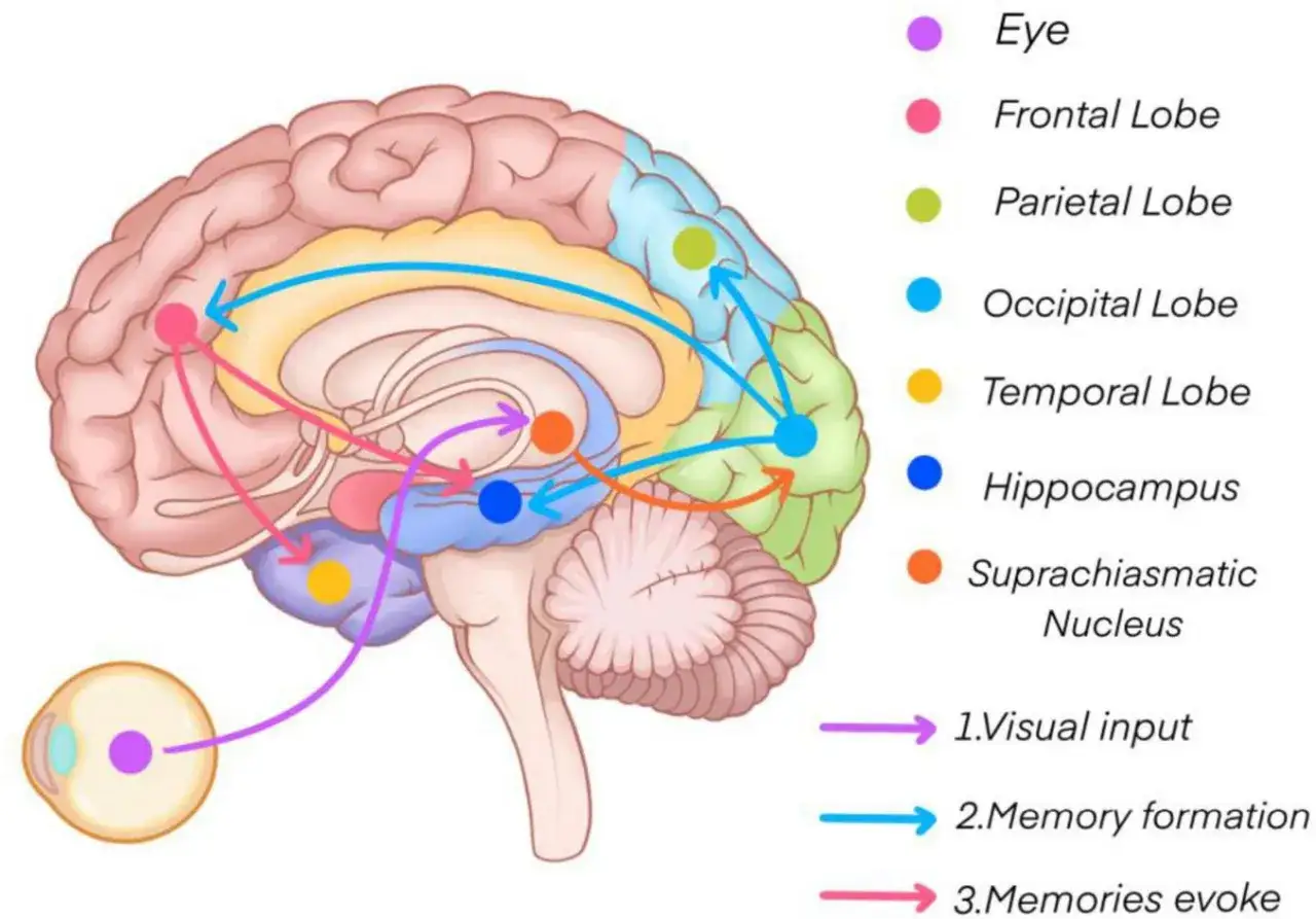 Schema cerebrale che illustra i percorsi visivi e di memoria. Un problema all'ippocampo può causare perdita memoria a breve termine.