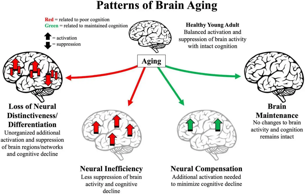 Schema sui pattern di invecchiamento cerebrale: il declino cognitivo sintomi sono legati a perdita di distinzione neurale, inefficienza e compensazione.