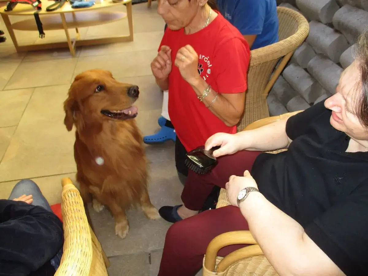 Un cane golden retriever interagisce con una donna, un momento di pet therapy per l'Alzheimer.
